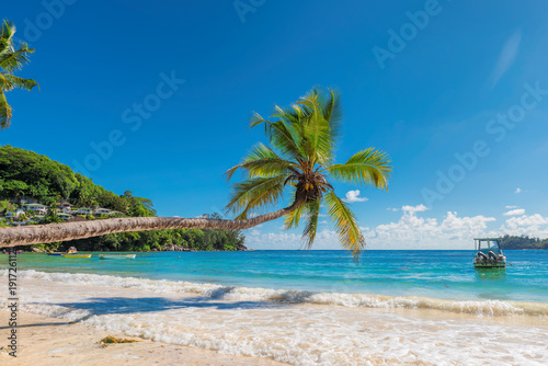 Fototapeta Naklejka Na Ścianę i Meble -  Palm over the beach in tropical island.