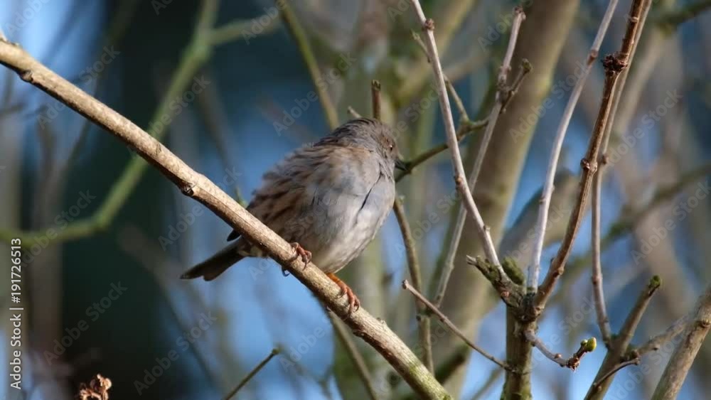 The dunnock is a small passerine, or perching bird, found throughout temperate Europe and into Asia. Dunnocks have also been successfully introduced into New Zealand. The dunnock is a small passerine, or perching bird, found throughout temperate Europe and into Asia. Dunnocks have also been successfully introduced into New Zealand.