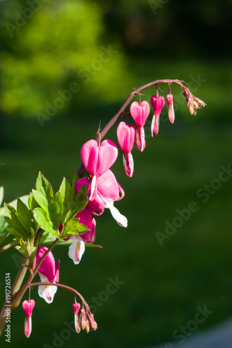 Pacific or Wild Bleeding Heart, Dicentra Formosa, flowers on stem with bokeh background, macro, selective focus, shallow DOF photo