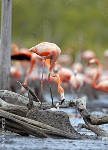 great flamingo