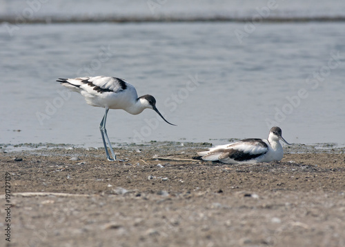 avocet