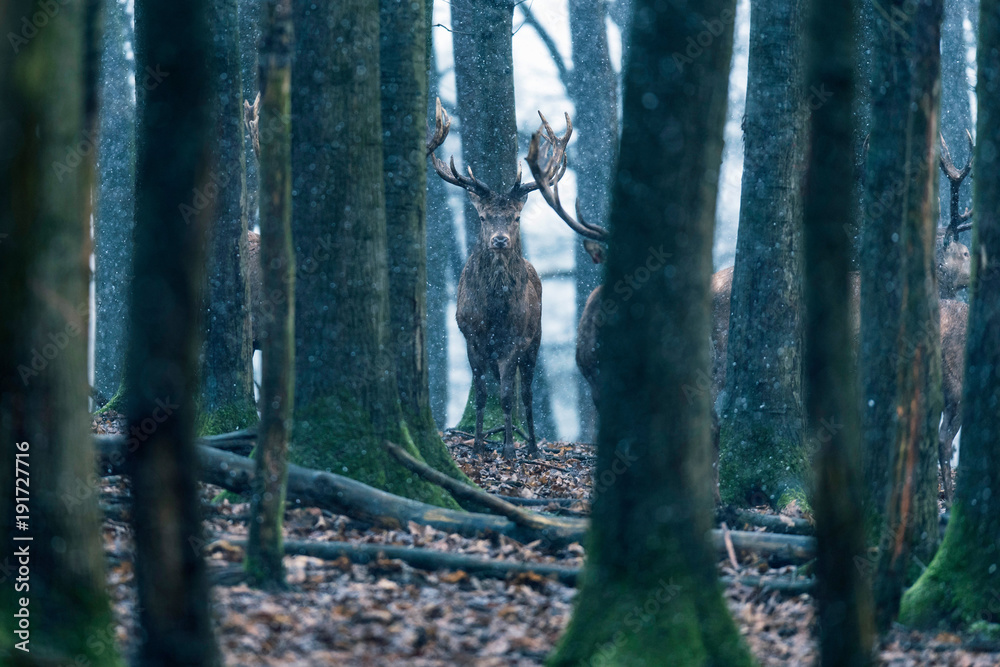 Fototapeta premium Red deer stag between tree trunks in winter forest with snowfall.