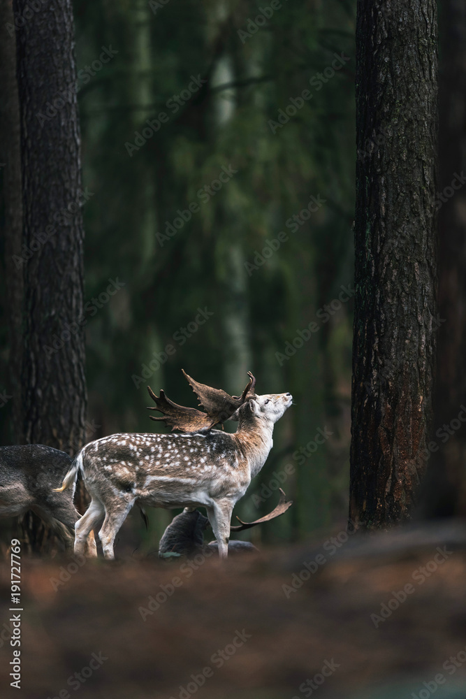 Fallow deer buck with light fur in dark pine forest. Side view. Fallow deer buck with light fur in dark pine forest. Side view.
