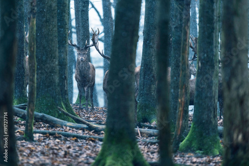 Fototapeta Naklejka Na Ścianę i Meble -  Red deer stag between tree trunks in winter forest with snowfall.