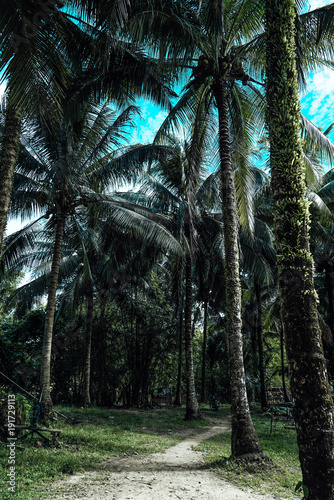 Philippines palm trees
