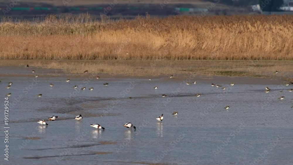 Shell ducks, Lapwing and golden pluver feeding on mud flats at low water. Shell ducks, Lapwing and golden pluver feeding on mud flats at low water.