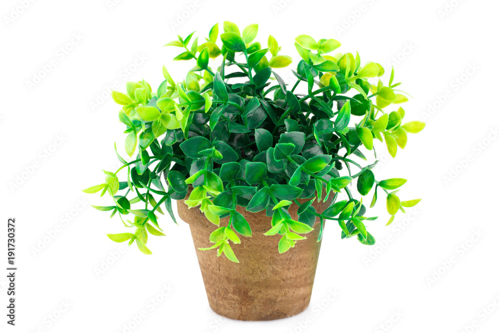 Fototapeta premium Plant in pot