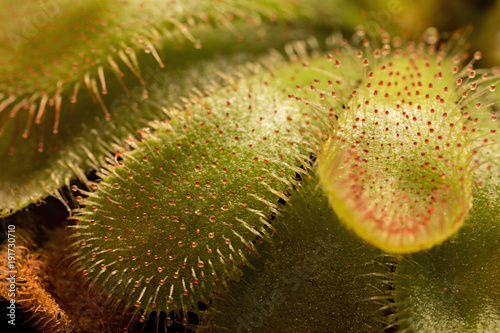 Pianta carnivora drosera capensis con gocce di colla   macro.