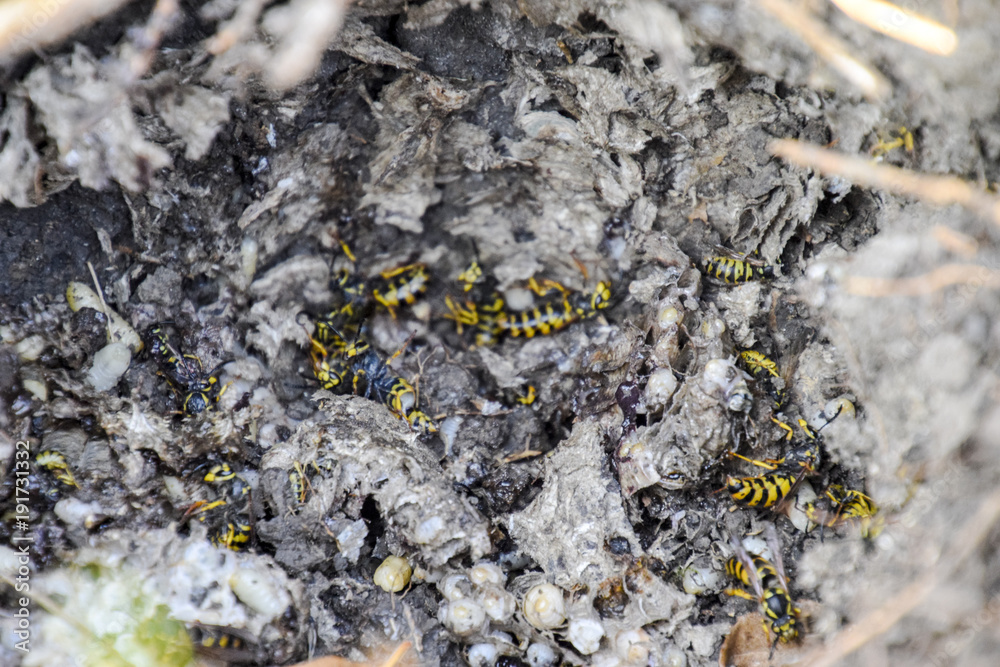 Vespula vulgaris. Destroyed hornet's nest. Vespula vulgaris. Destroyed hornet's nest.