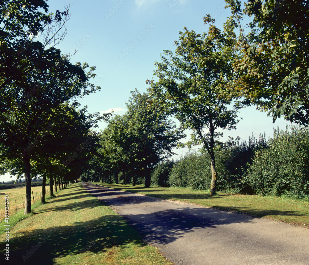 Fototapeta premium Single track country lane between trees