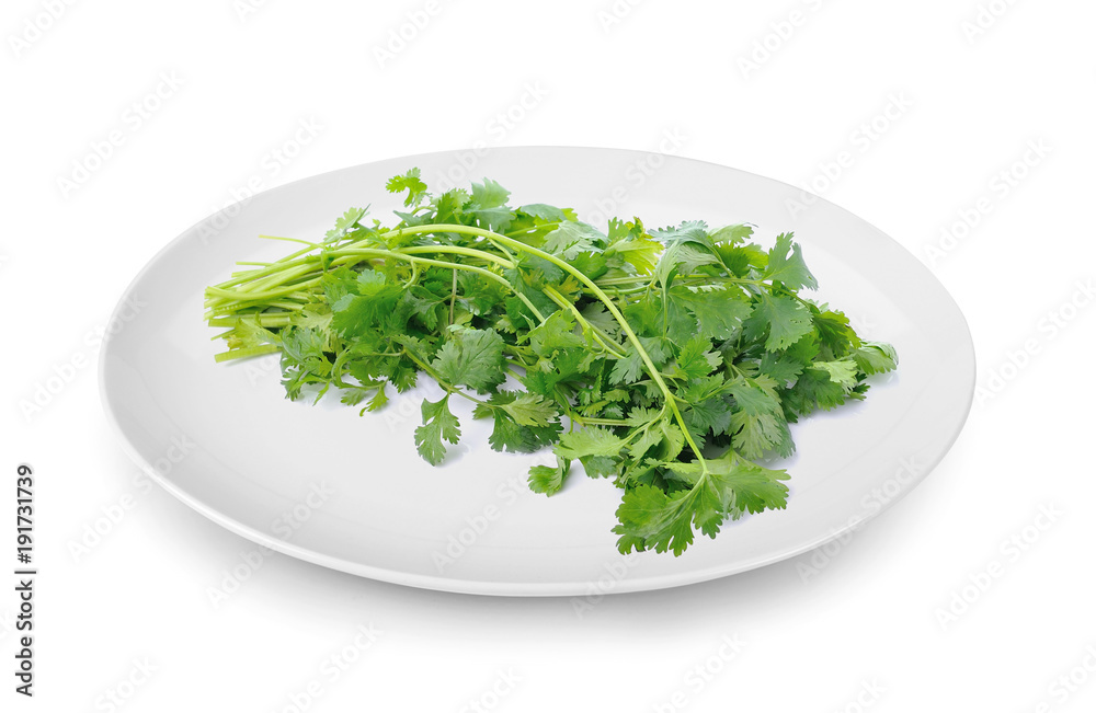Coriander in plate isolated on white background Coriander in plate isolated on white background