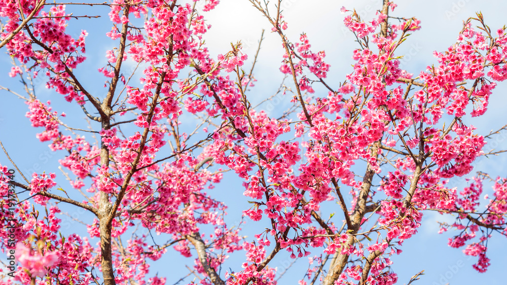 Pink cherry blossom (sakura) in a garden.