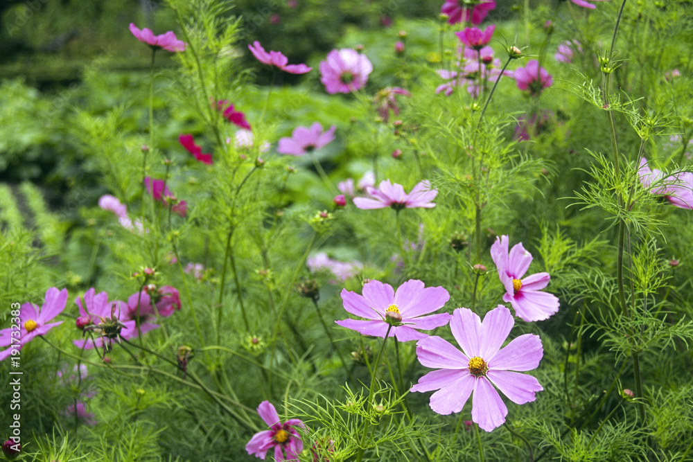 Fototapeta premium A summer flower garden border packed with profuse mauve cosmos flowers and foliage