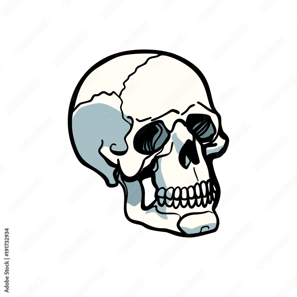 human skull isolated on white background human skull isolated on white background