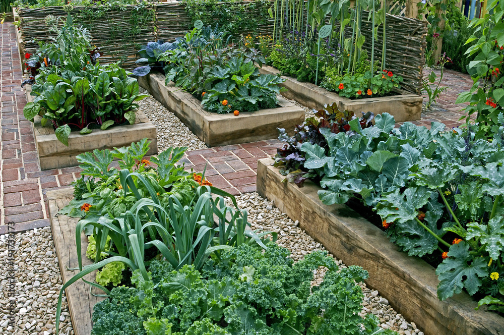 Flower and vegetables planted in raised beds on an allotment Flower and vegetables planted in raised beds on an allotment