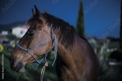 Cavallo maremmano tolfetano