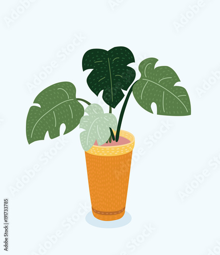 Monstera plant in pot. Hand drawn vector illustration on white background. photo