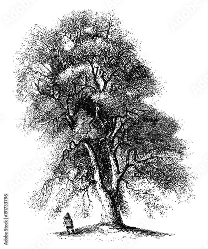 Steineiche - Quercus Ilex - holly oak