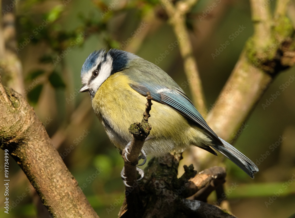 Obraz premium The Eurasian blue tit is a small passerine bird in the tit family Paridae. It is easily recognisable by its blue and yellow plumage and small size.