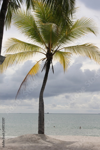 The windy palm