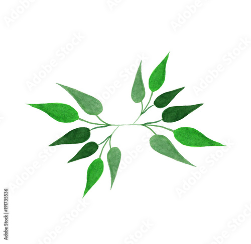Watercolor illustration of green leaves. Herbal element for design. © pictures_for_you