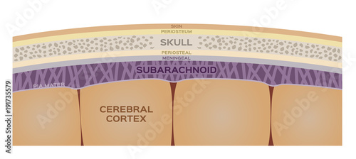 brain layer vector / human organ and anatomy concept photo