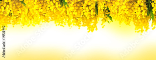 Mimosa flower bloom panoramic background. Greeting card template. Shallow depth. Copy space