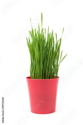 Young green Christmas wheat in a pot on a white background.