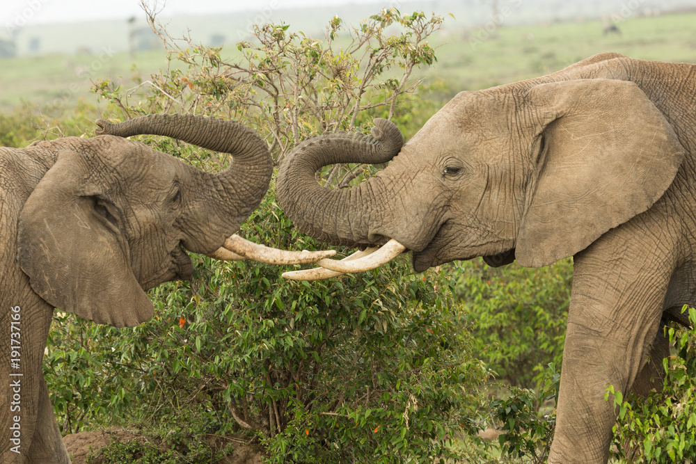 Fototapeta premium two young elephants play on the grasslands of the Maasai Mara, Kenya