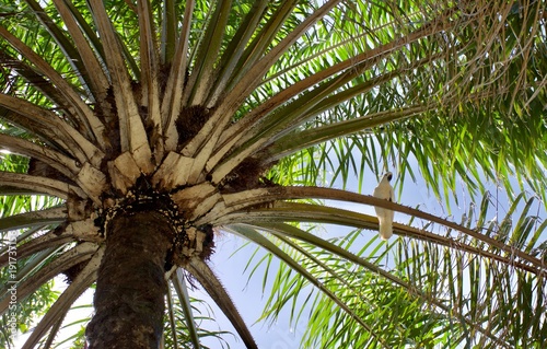 white sulphur crested cockatoo perch on a branch of a giant palm oil tree