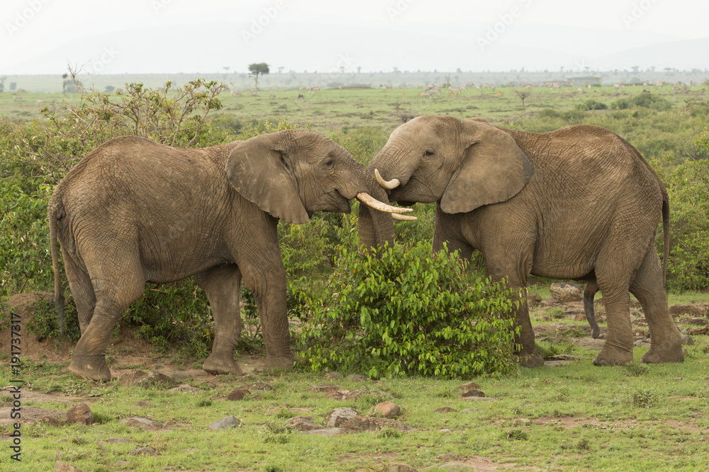 two young elephants play on the grasslands of the Maasai Mara, Kenya