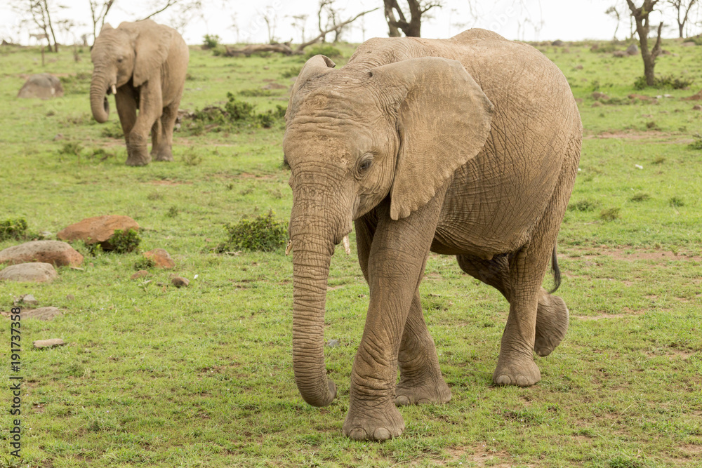 Obraz premium elephant on the grasslands of the Maasai Mara, Kenya