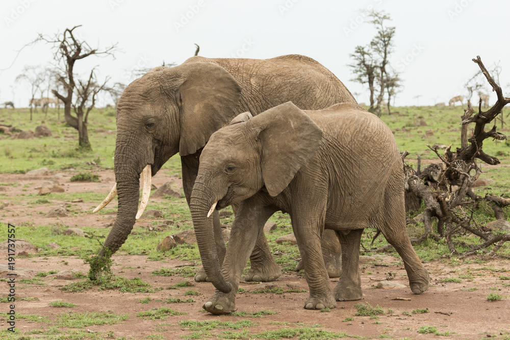 Fototapeta premium elephant grazing on the grasslands of the Maasai Mara, Kenya