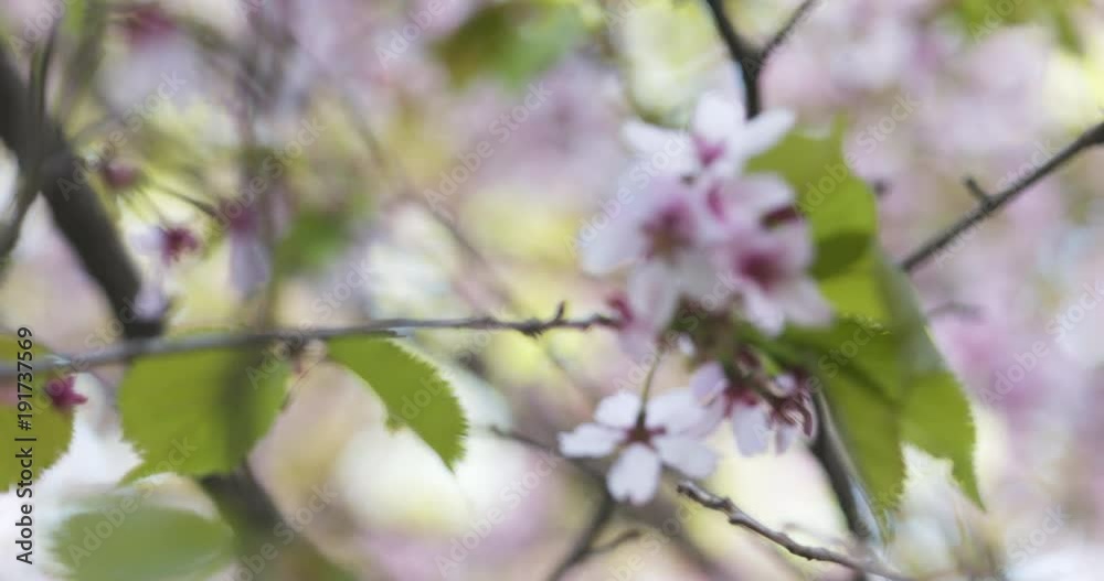 Slow motion focus pull of blossoming sakura tree in spring Slow motion focus pull of blossoming sakura tree in spring