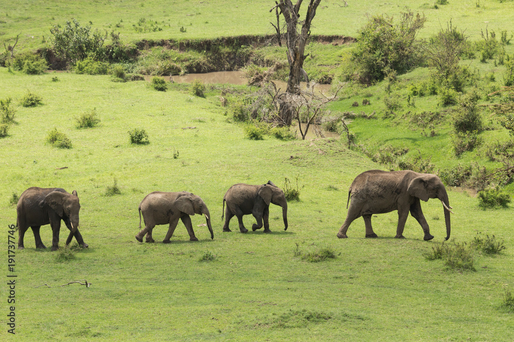 Fototapeta premium a herd of elephants moving across the grasslands of the Maasai Mara, Kenya