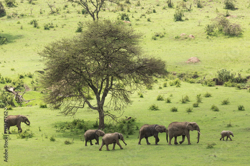 a herd of elephants moving across the grasslands of the Maasai Mara, Kenya