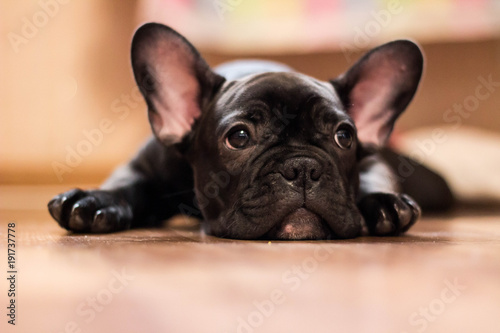 bulldog puppy with sad eyes © MariaKitsune