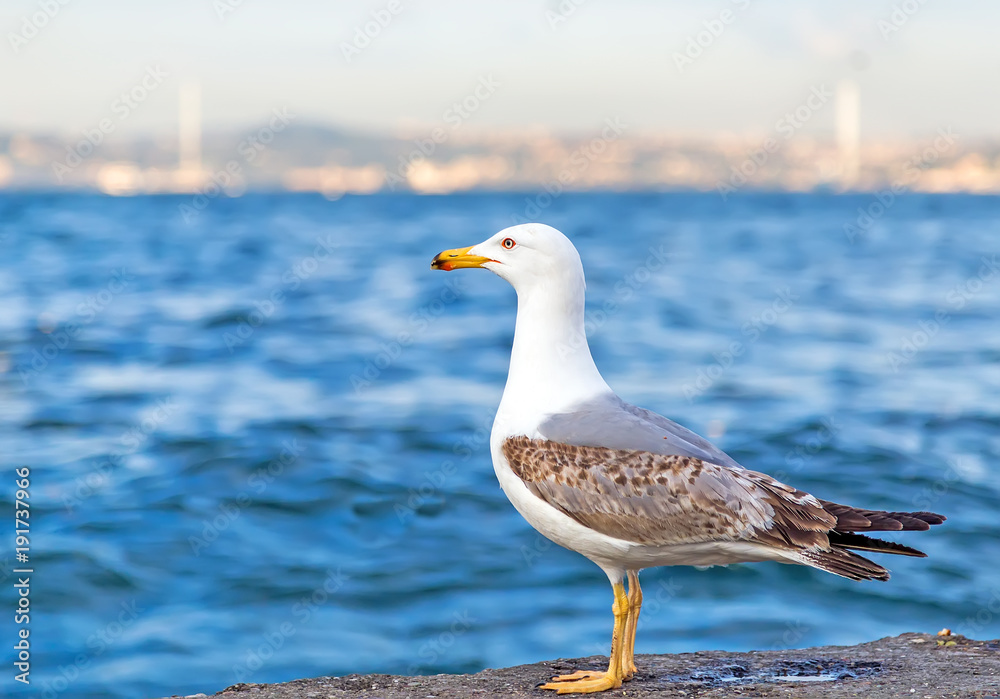 Fototapeta premium sea gull standing on the pier beach, seagull white bird Bosphorus, Istanbul, Turkey