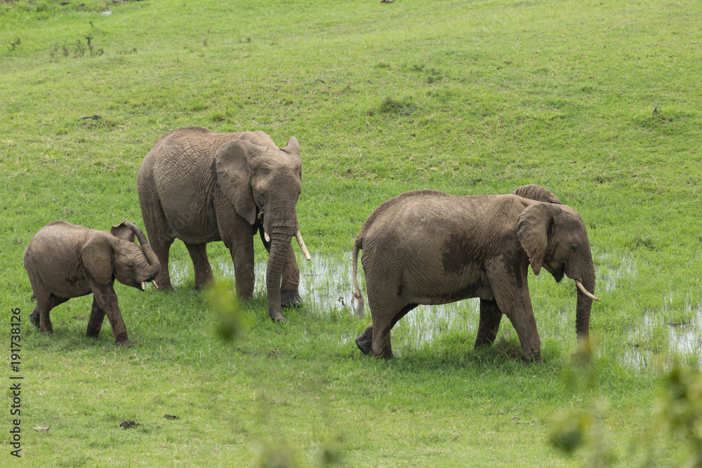 a herd of elephants moving across the grasslands of the Maasai Mara, Kenya a herd of elephants moving across the grasslands of the Maasai Mara, Kenya