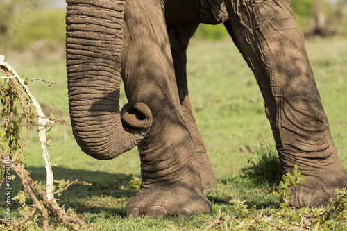 elephant grazing on the grasslands of the Maasai Mara  Kenya