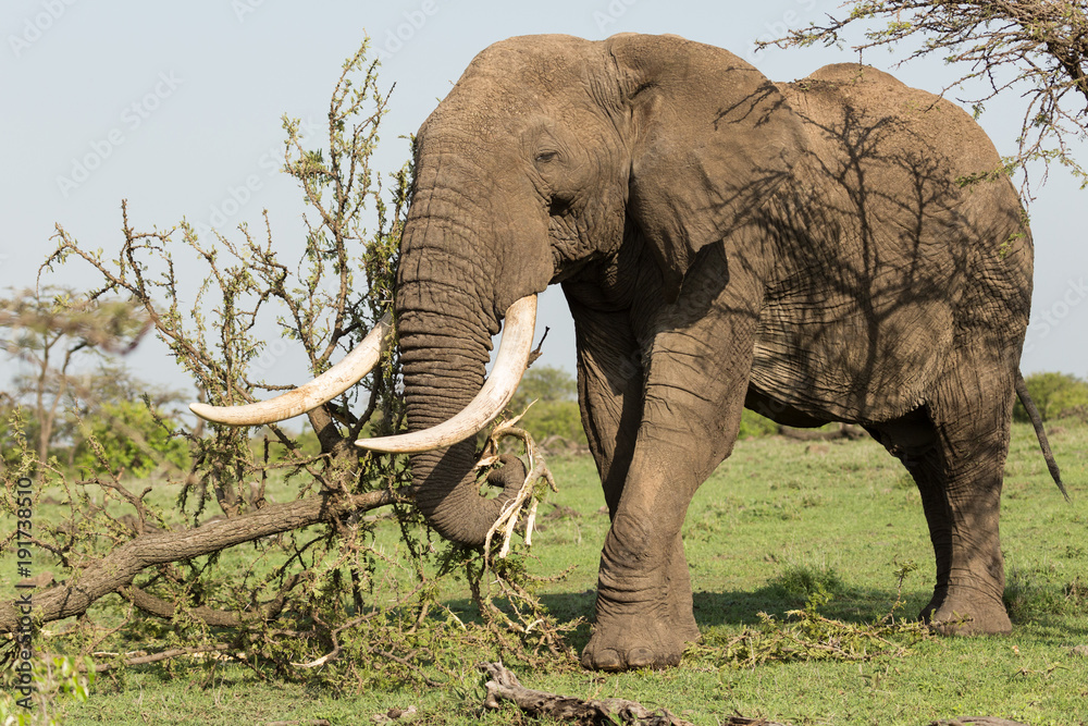 Naklejka premium an elephant eating parts of a tree on the grasslands of the Maasai Mara, Kenya