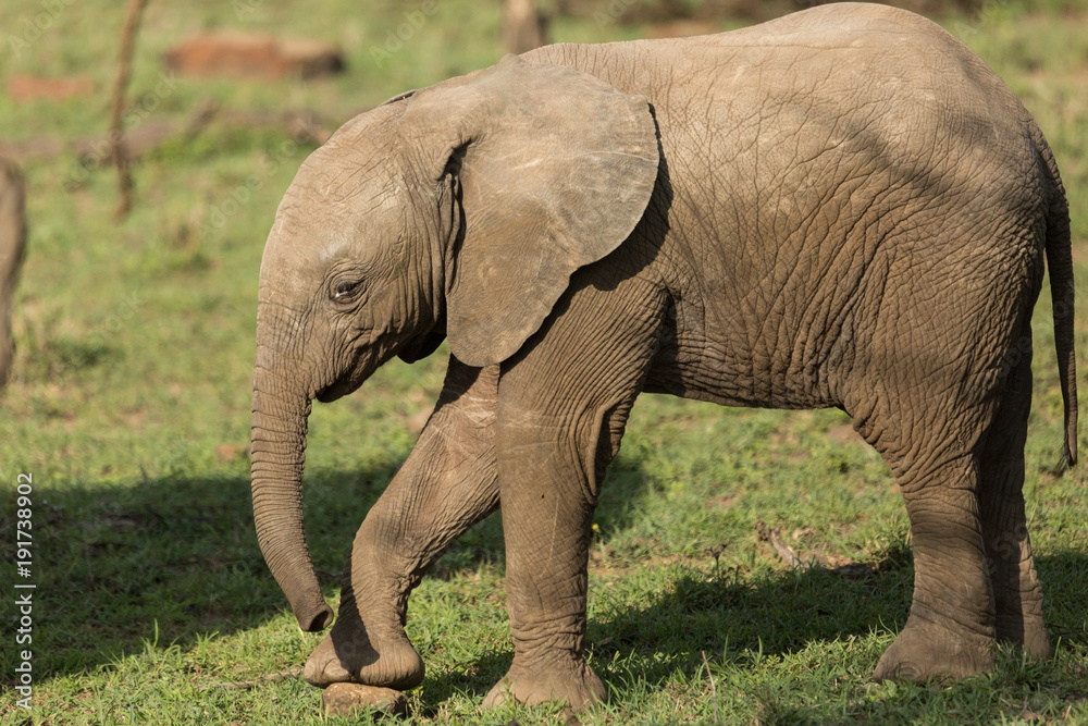 Obraz premium baby elephant on the grasslands of the Maasai Mara