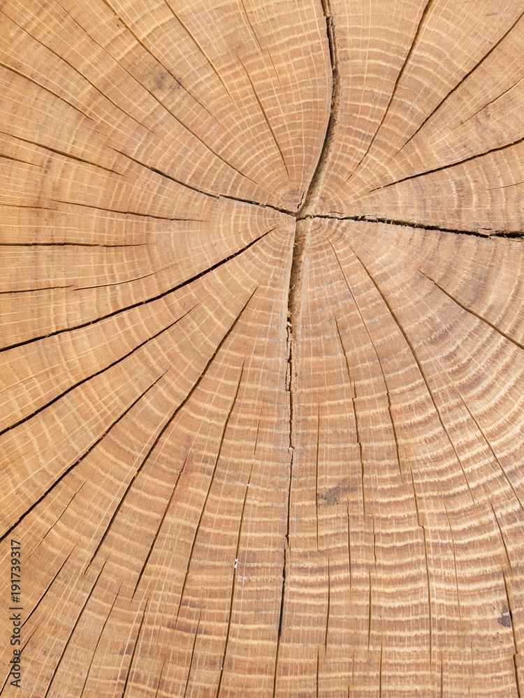 Fototapeta premium Log end pattern