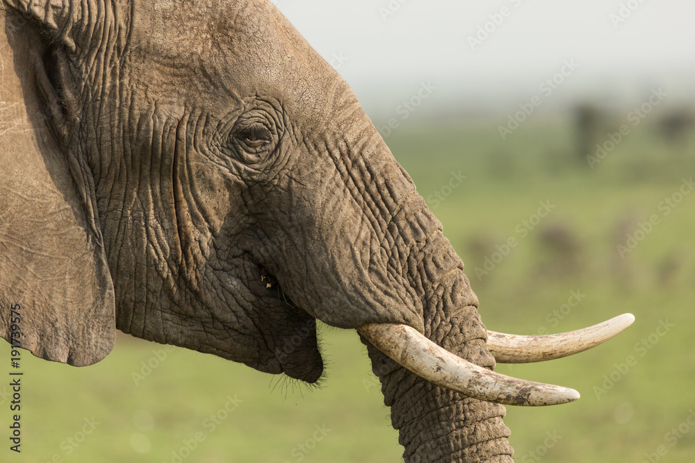 Naklejka premium closeup of an elephant on the Maasai Mara, Kenya