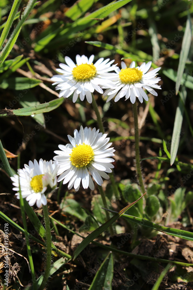 Gänseblümchen - daisy - Bellis perennis Gänseblümchen - daisy - Bellis perennis