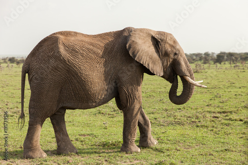an elephant grazes on the grasslands of the Maasai Mara  Kenya