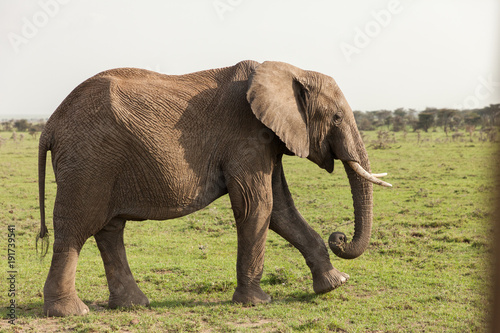 an elephant grazes on the grasslands of the Maasai Mara  Kenya