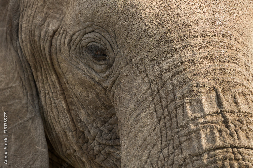 Fototapeta premium closeup of an elephant in the Maasai Mara 