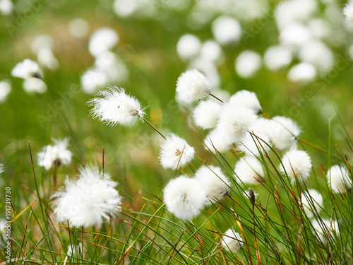 A close up of cotton grass flowers in the English countryside, UK. photo