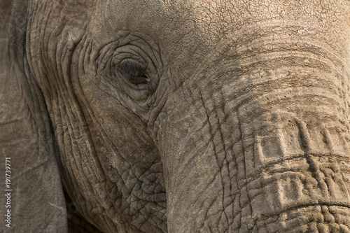 closeup of an elephant in the Maasai Mara 